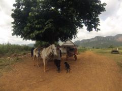 Tobacco Country near Vinales